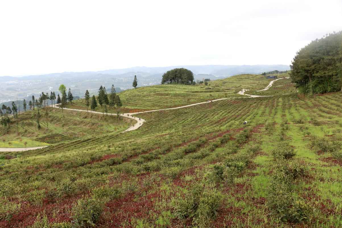 青山茶工采茶忙，一叶一芽茶飘香