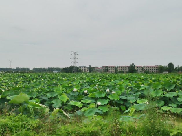 夏日炎炎，致富“莲莲”