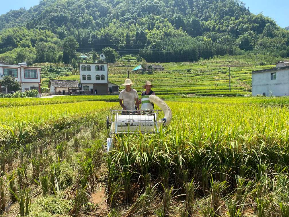 云南威信：立秋时节天晴好，田间地头收割忙